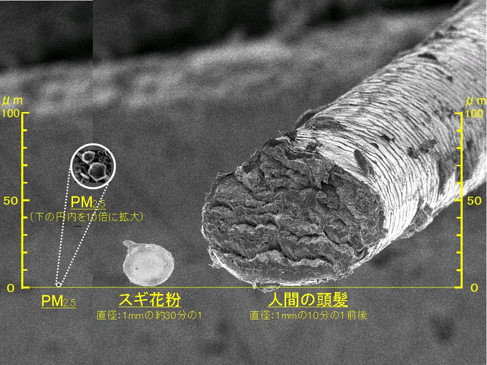 Pm2 5の大きさ スギ花粉 人間の髪の毛との比較 画像 写真 微小粒子状物質 Pm2 5 大気汚染